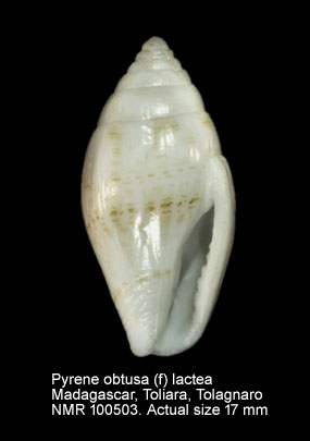 Pyrene obtusa (f) lactea.jpg - Pyrene obtusa (f) lactea (Kiener,1834)